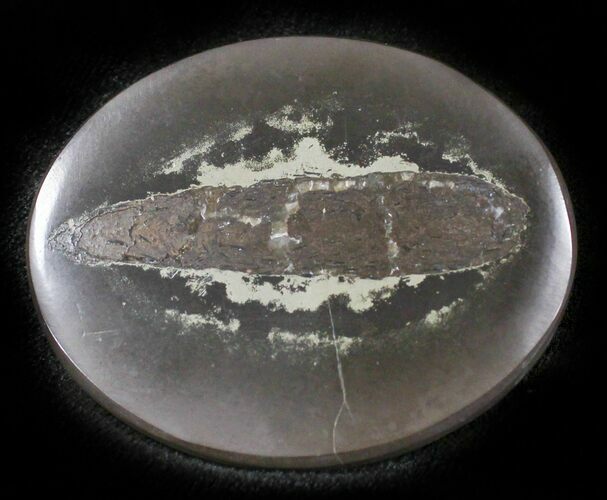 Polished Fish Coprolite (Fossil Poo) - Scotland #24529